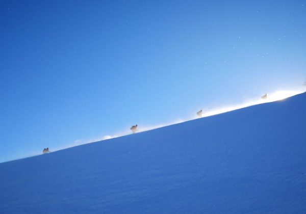 AV+ und Sonnenaufgangs Skitour: Triebenerkogel 2055m