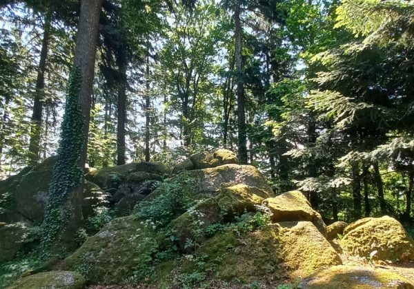 Wanderung auf den Brandstetter Kogel